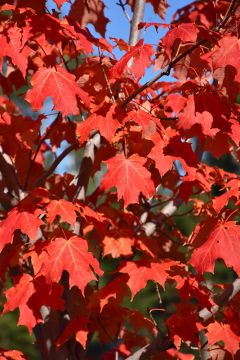 Acer, Sugar Maple 'Inferno™'