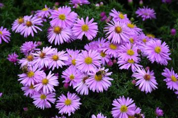 Aster, Michaelmas Daisy 'Wood's Pink'