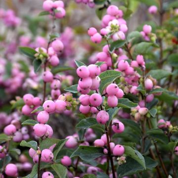 Symphoricarpos, Coralberry 'First Editions® Candy™'