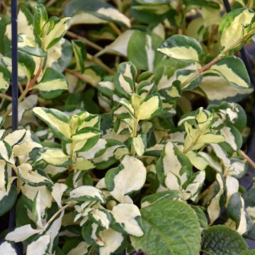 Vinca Vine, Wojo's Jem