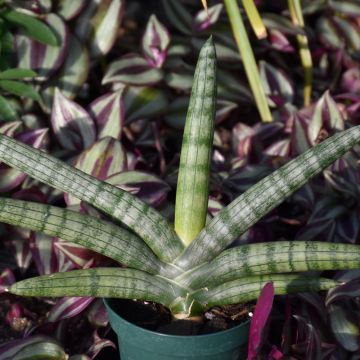 Sansevieria Cylindrica, Cylindrical Snake Plant 'Starfish'