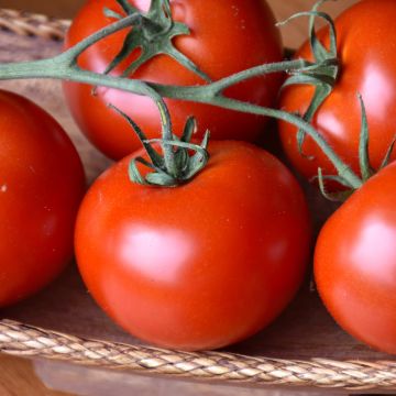 Solanum, Tomato 'Bush Champion II' Patio Planter with Trellis