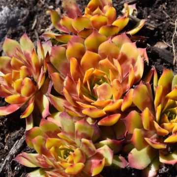 Sempervivum, Hens And Chicks 'Chick Charms® Gold Nugget™'