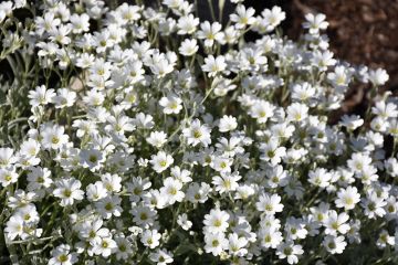 Cerastium, Snow In The Summer, 'Yo Yo'