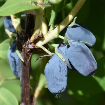 Lonicera, Haskap 'Berry Blue™'
