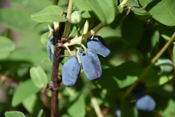 Lonicera, Haskap 'Berry Blue™'