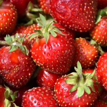 Fragaria, Strawberry 'Honeoye'