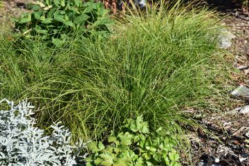 Carex, Pennsylvania Sedge 'Minnesota Native'