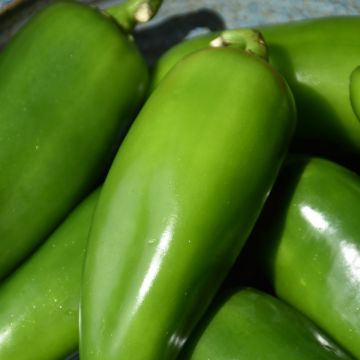 Capsicum, Hot Chili Pepper 'Jalapeno'