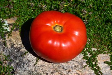 Solanum, Pole Tomato 'Mortgage Lifter Heirloom'