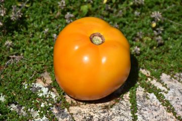 Solanum, Pole Tomato 'Sunny Boy'
