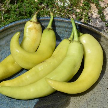 Capsicum, Sweet Tapered Pepper 'Banana'