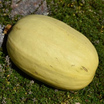Cucurbita, Winter Squash 'Spaghetti'