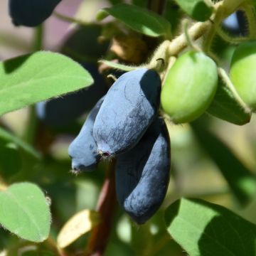 Lonicera, Haskap 'Cinderella'