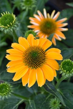 Echinacea, Coneflower 'Sombrero® Granada Gold'
