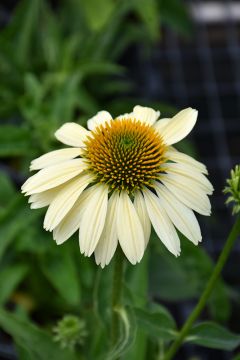 Echinacea, Coneflower 'Mellow Yellows'