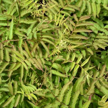 Sorbaria, Ash Leaf Spirea 'First Editions® Matcha Ball®'