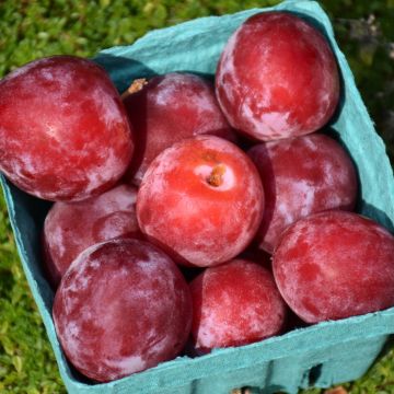 Prunus, Plum 'Waneta' 