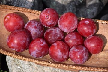 Prunus, Plum 'Superior'