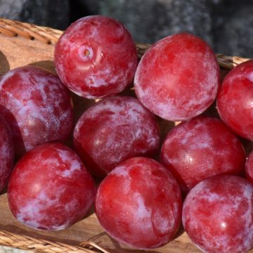 Prunus, Plum 'Superior'