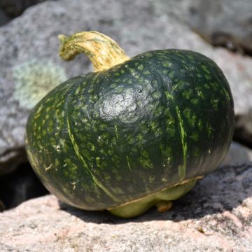 Cucurbita, Winter Squash 'Buttercup'