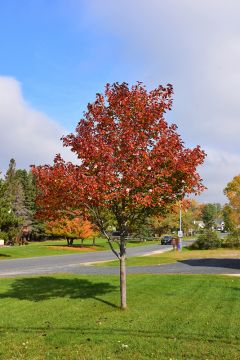 Acer, Red Maple 'Northwood' (Large)