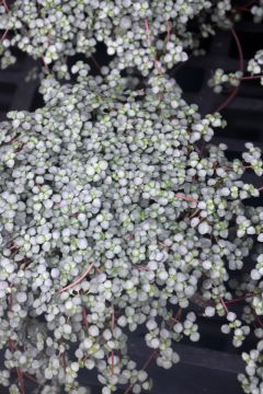Pilea glauca 'Aquamarine'