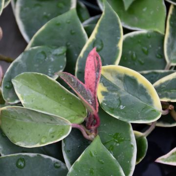 Hoya Carnosa, Wax Plant 'Krimson Queen'