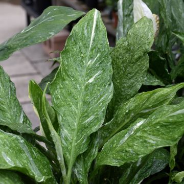 Spathiphyllum 'Domino'
