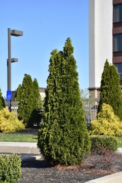 Thuja, Arborvitae 'Rushmore'