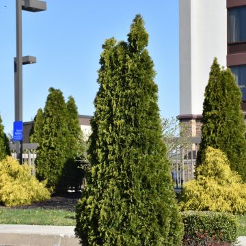 Thuja, Arborvitae 'Rushmore' (Large Sizes)