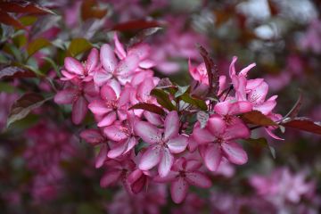 Malus, Flowering Crabapple 'Royal Raindrops®'