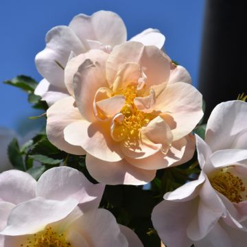 Rosa, Climbing Rose First Editions® 'Above And Beyond™'