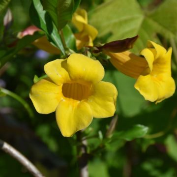 Allamanda Bush