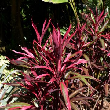 Cordyline Fruticosa 'Red Pepper'