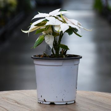 White J'Adore Poinsettia in Bare Pot