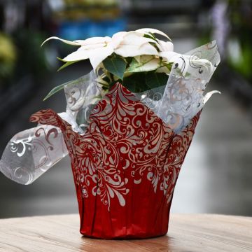 White J'Adore Poinsettia with Foil Cover
