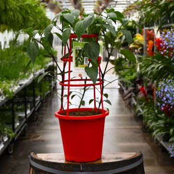 Capsicum, Hot Pepper 'Jalapeno' Patio Planter with Trellis