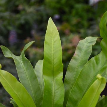 Asplenium Antiquum 'Japanese Bird's Nest Fern'