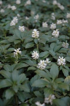 Pachysandra, Japanese Spurge