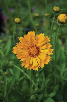 Coreopsis, Large Flowered Tickseed 'Jethro Tull'