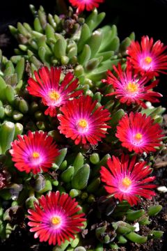 Delosperma, Ice Plant 'Jewel of Desert Garnet