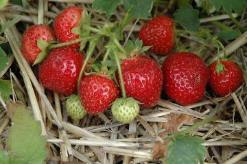 Fragaria, June Strawberry 'Jewel'