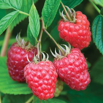 Rubus, Raspberry 'Joan J'