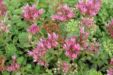 Sedum, Two-Row Stonecrop 'John Creech'