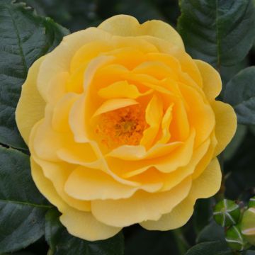 Rosa, Floribunda Rose 'Julia Child'