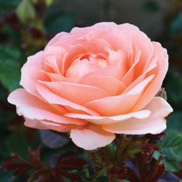 Rosa, Floribunda Rose 'Jump for Joy™'