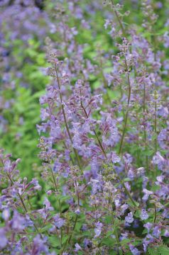 Nepeta, Cat's Meow Catmint 'Junior Walker™'