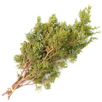 Juniper 'Oregon Juniper'