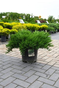 Juniperus, Creeping Juniper 'Andorra'